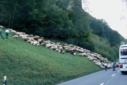 ... pl�tzlich Schafe auf der Strasse ...