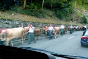 Alpabtrieb live ...