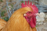 Ein (echter) w�hrschafter G�ggel.