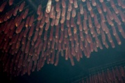 Fr�her r�ukte man die W�rtse im Dachstock.