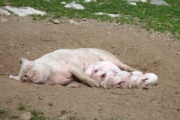 Eine Saue und 5 von 7 Ferkel.