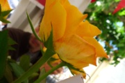 21-P1060422
